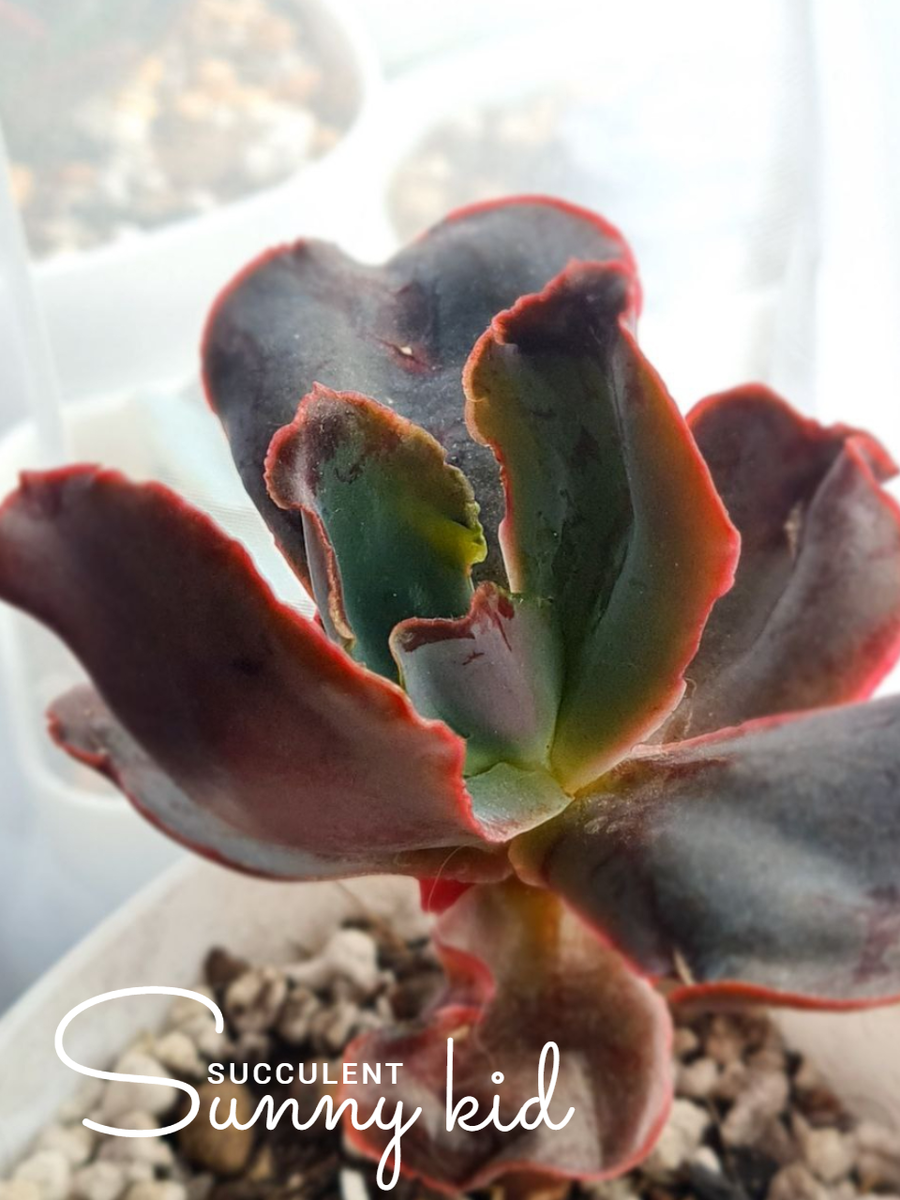 Июль 2025. Sunny kid | Succulent