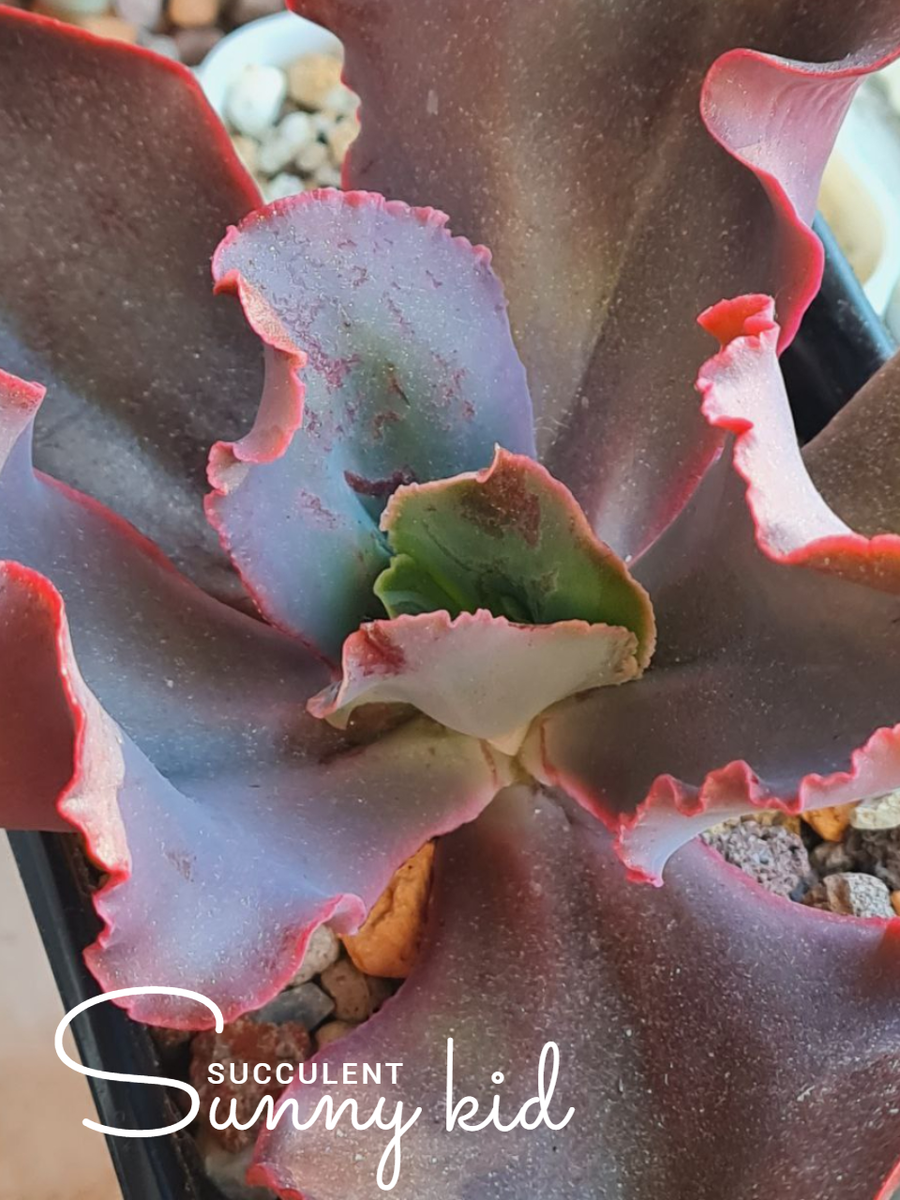 Август 2025. Sunny kid | Succulent