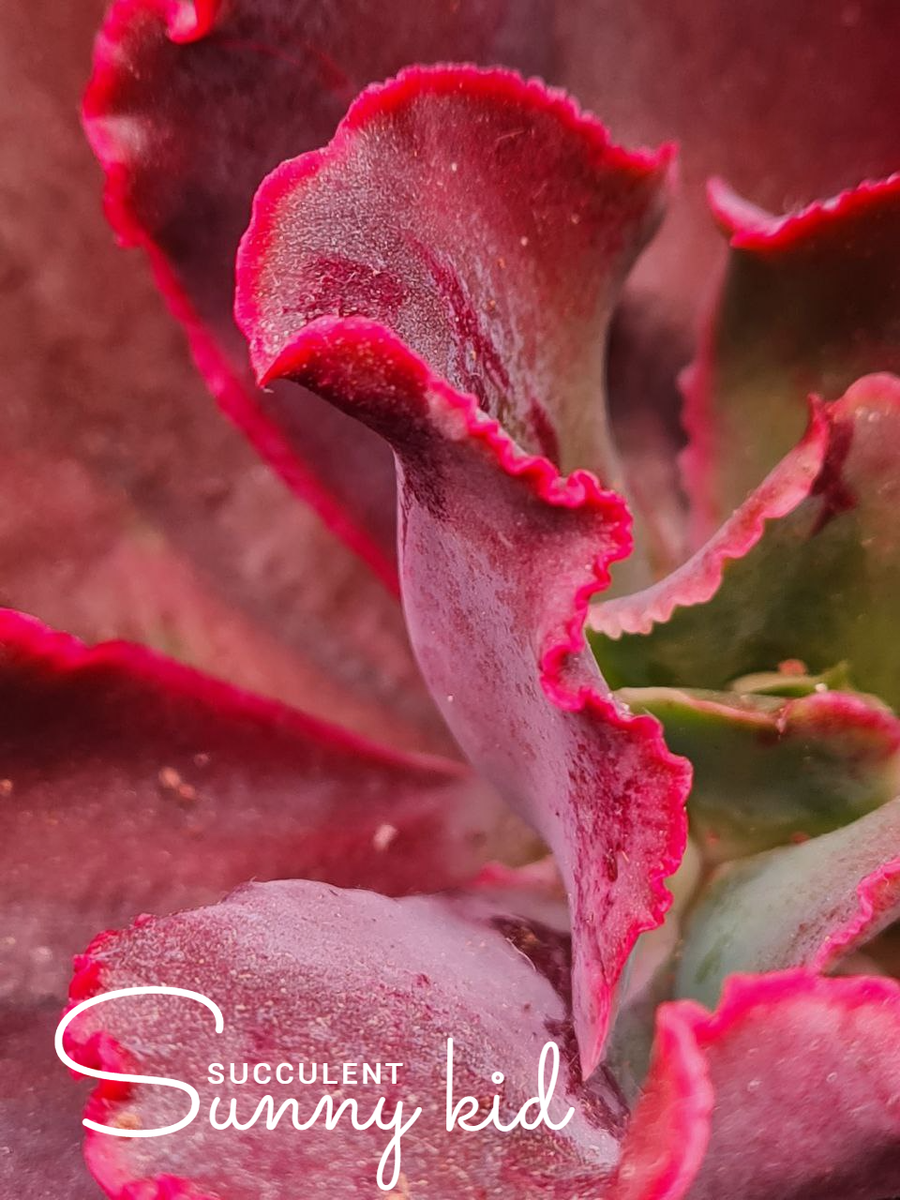 Echeveria Pappy’s Rose. Sunny kid | Succulent
