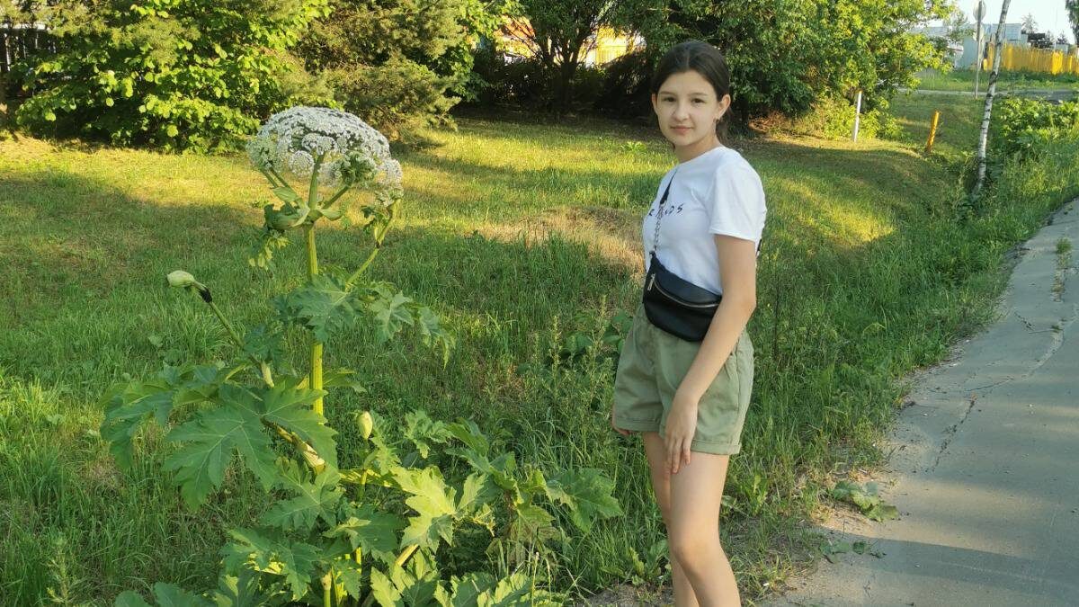    Дачница Майя Иваницкая рядом с борщевиком в Солнечногорском районе / Фото: Оксана Худайбердиева