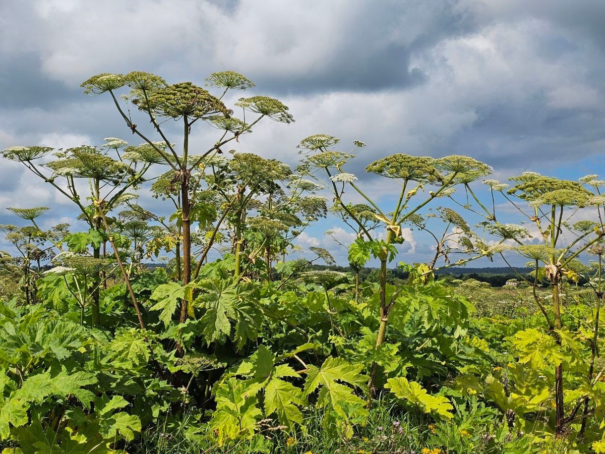    Борщевик. Жанровое фото: Мойка78