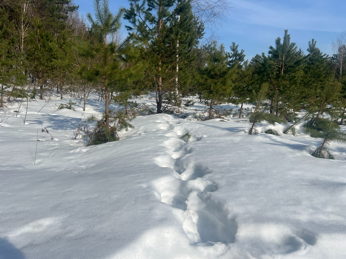 Кто то мерил глубину снега) 