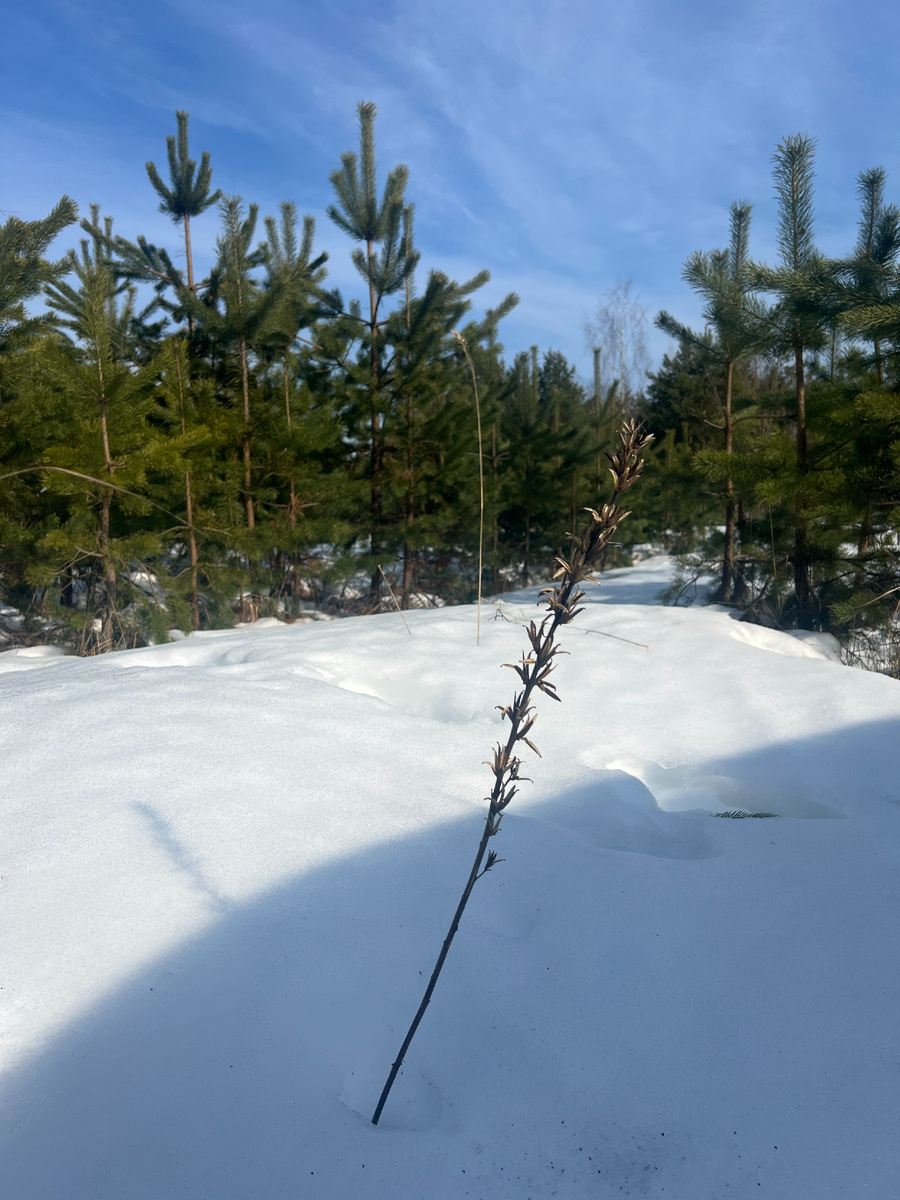 	Ослинник Двулетний, прошлогодний, высохший. Лишайники дальше, листайте.