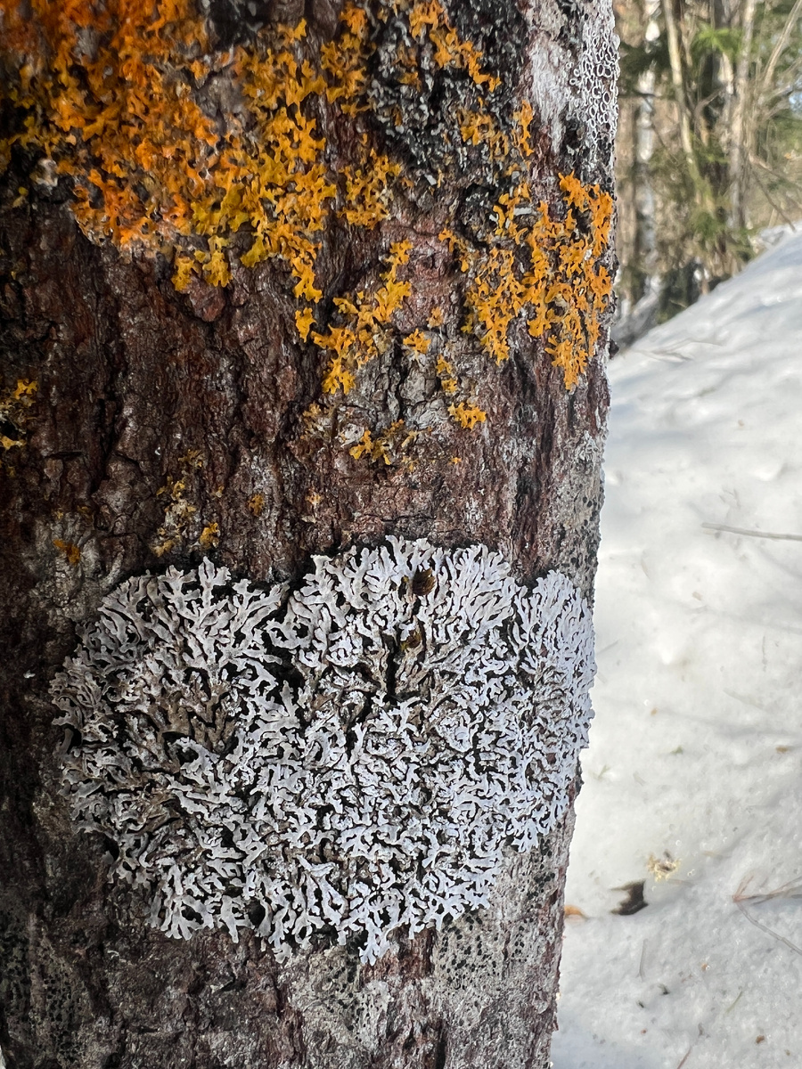 Фискония Закрученная (внизу снимка) на осине