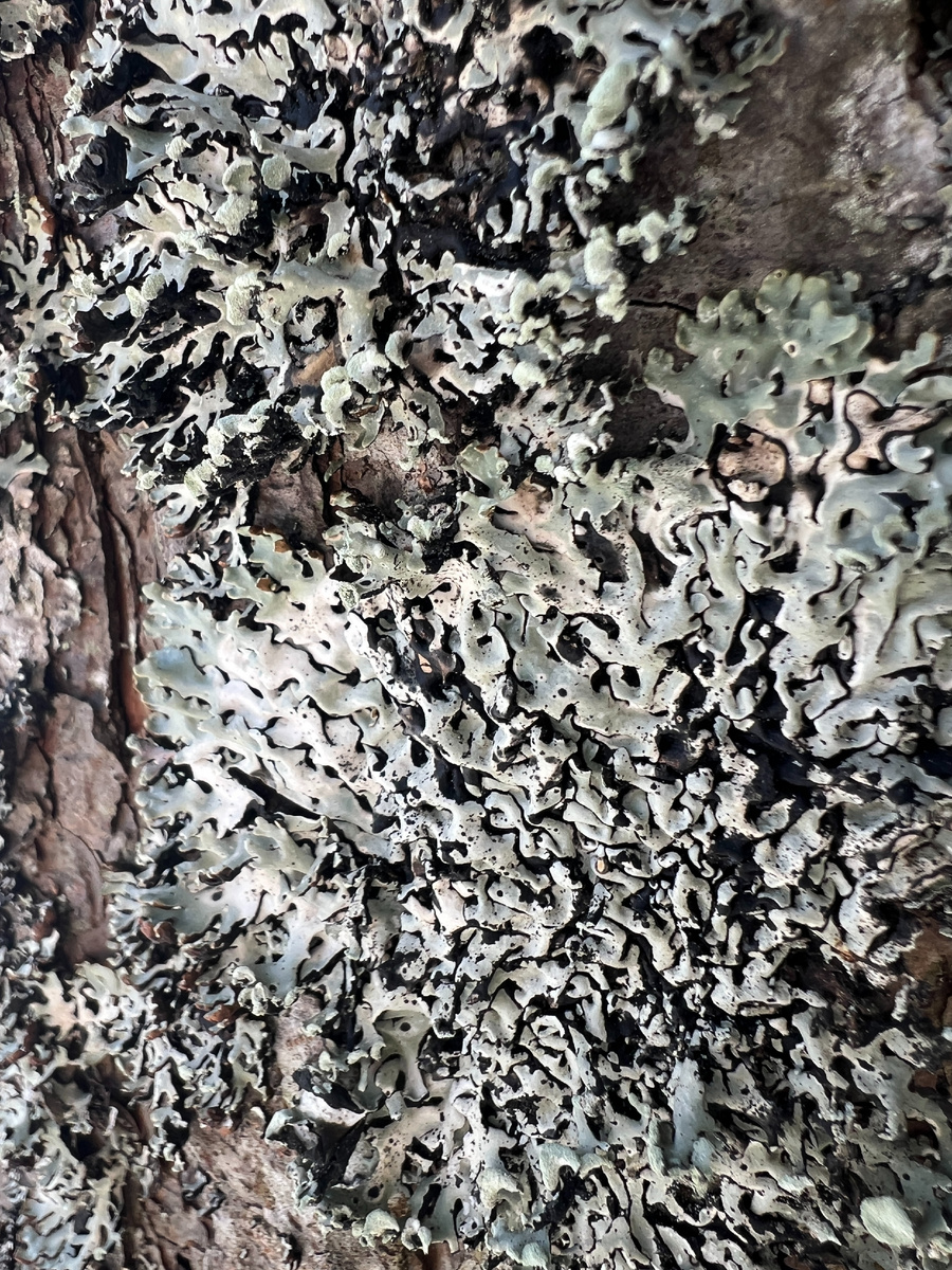 Гипогимния Вздутая, так определил Айнат, хотя очень похоже на предыдущий лишайник. Только этот растет на сосне.