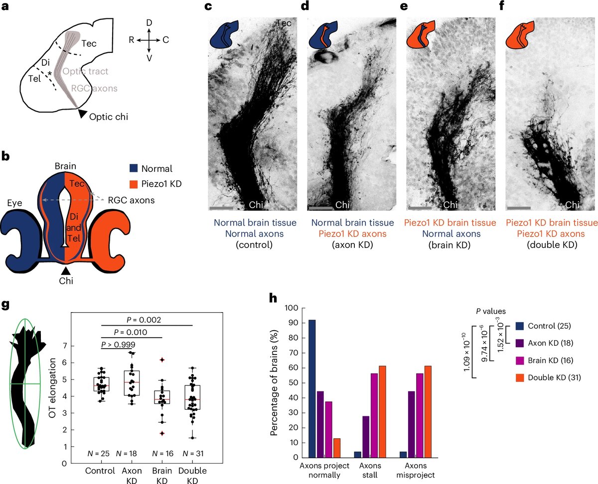 www.nature.com/articles/s41563-025-02463-9/figures/1 Рост аксонов в развивающемся мозге: при снижении активности PIEZO1 нейронные отростки чаще отклоняются от правильного пути.