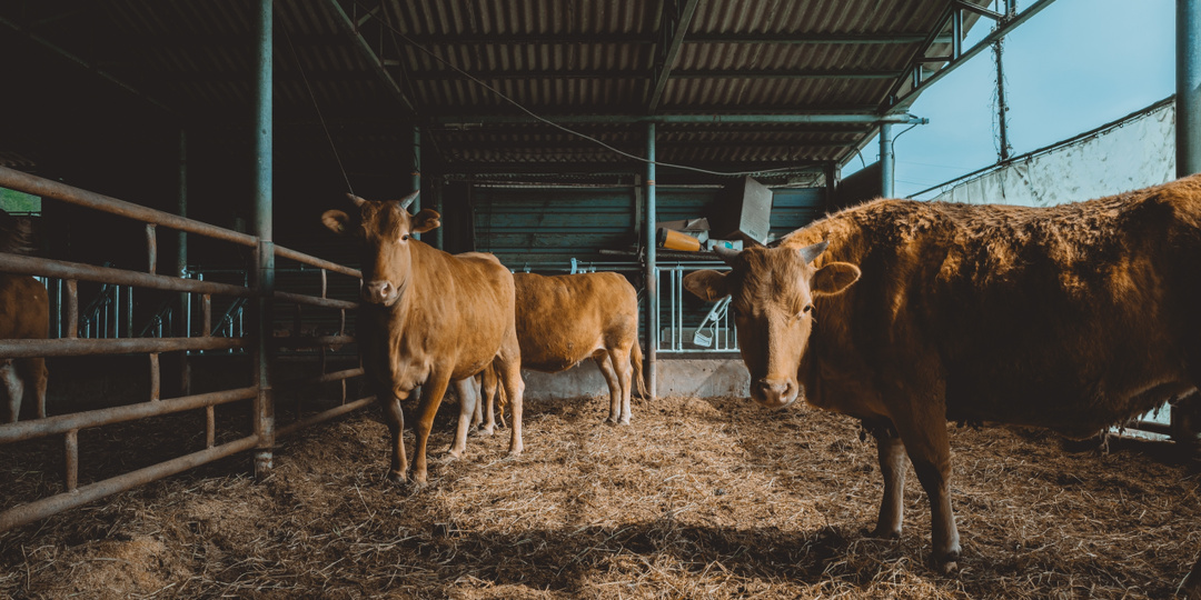 Полиция начала задерживать новосибирцев, не пропускающих технику для утилизации коров