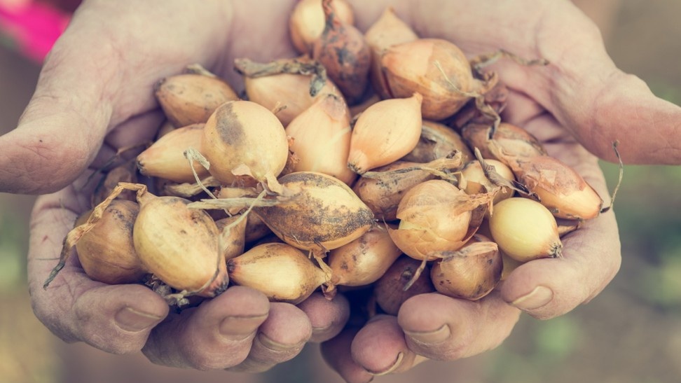 Взял 100 луковиц одного сорта