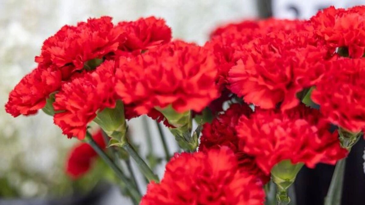    Фото: Андрей Ткачев/«Ямал-Медиа»