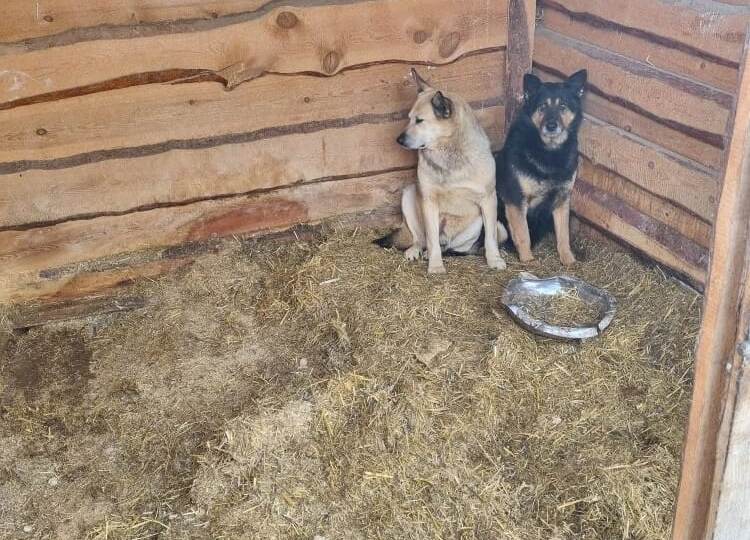 Расходы приюта огромны, а сборы минимальны!