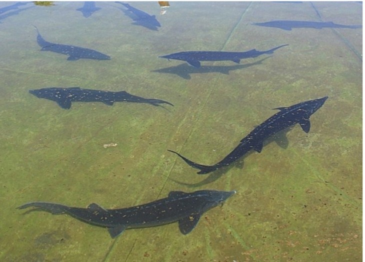    Осетры Редакция Газеты