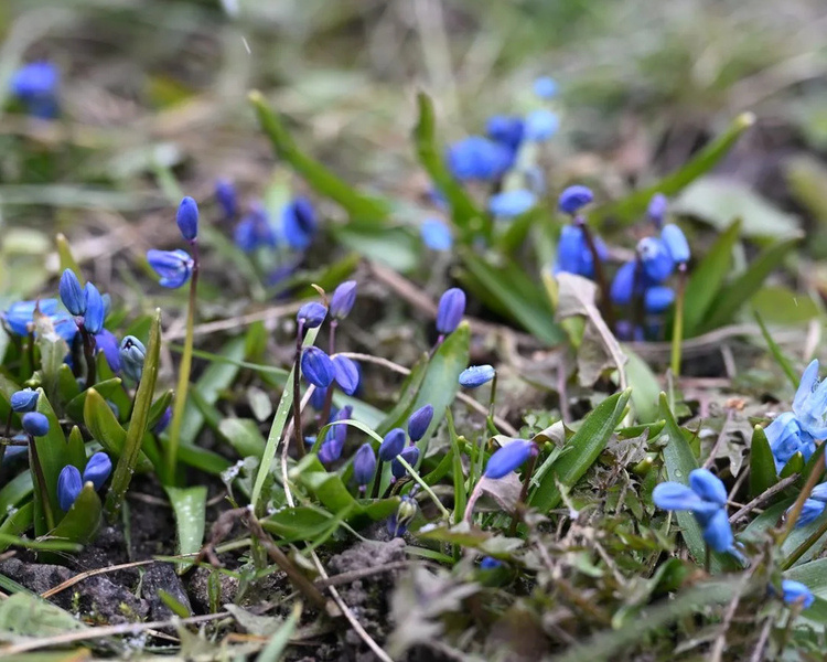     В Курской области 12 марта ожидаются 15 градусов тепла