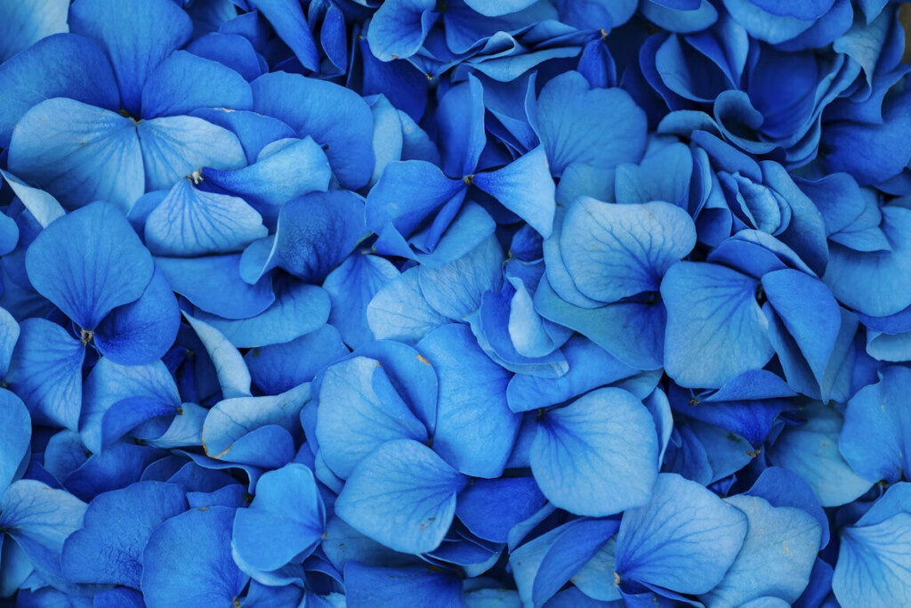 Источник: Unsplash URL: https://unsplash.com/photos/blue-flowers-with-green-leaves-MzHF7OTkRJM (дата обращения: 04.03.2026)
