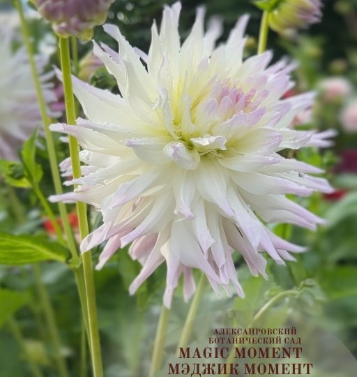 Георгина Мэджик момент / Magic moment