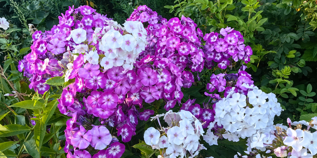 Ревизия флоксов