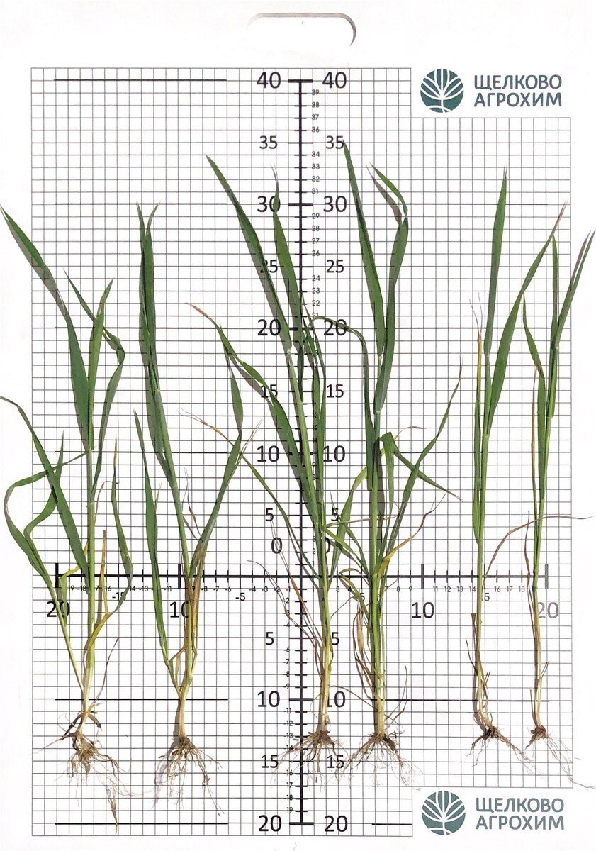 Слева направо: растения озимой пшеницы на варианте с двукратным применением БАЛЛИСТА, МД; с однократной гербицидной обработкой; контрольный вариант без химпрополки (22.04.2025)