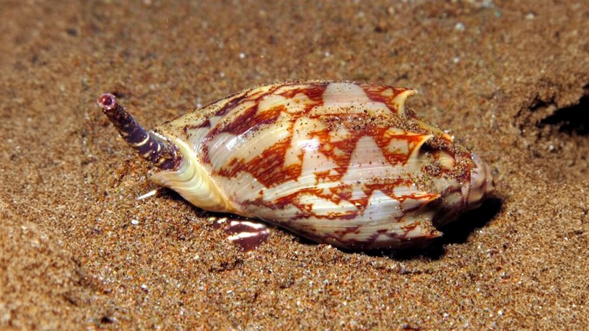 Конус моллюск