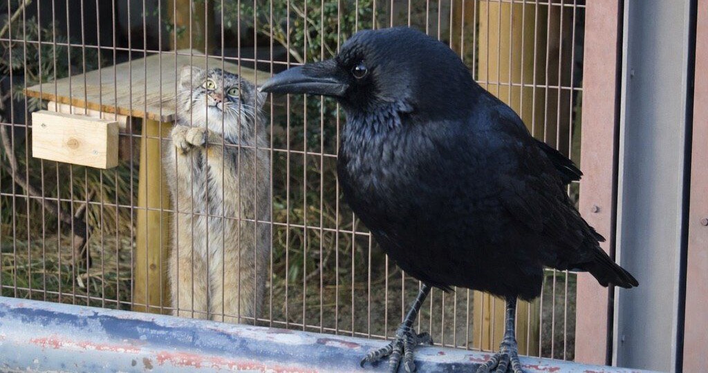 Я тоже хочу увидеть ворона