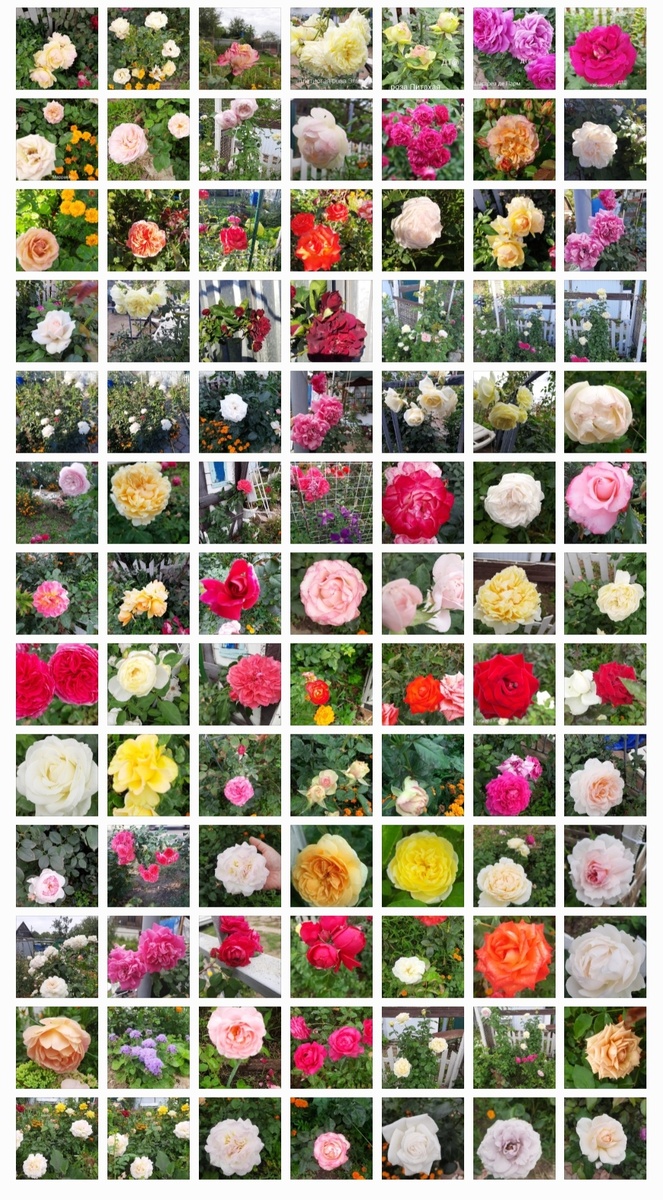 Скрин моих роз с дачи))