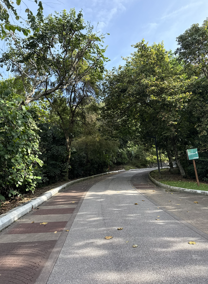 Заасфальтированная дорога у входа в лес