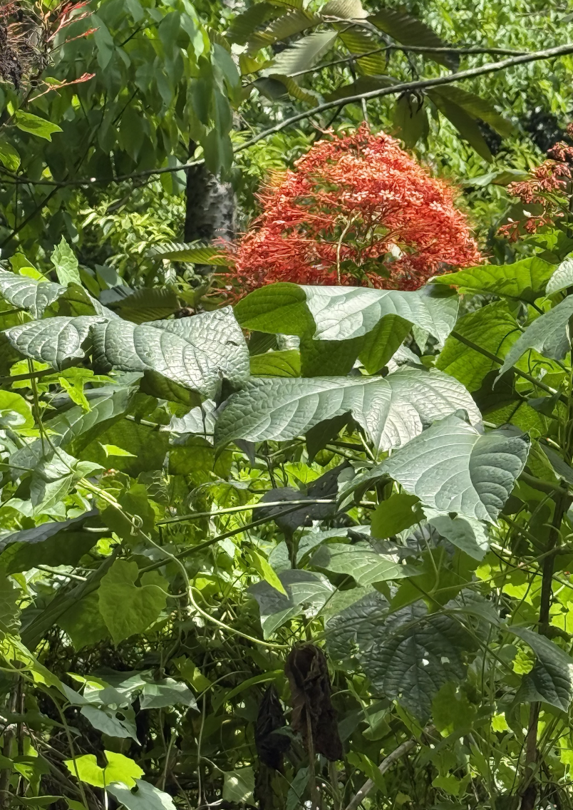 Красивые цветы по пути