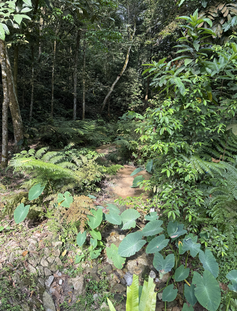 Это маленькая лесная речка в зарослях