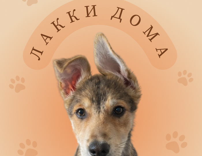 История Лакки: когда временная передержка становится постоянным домом