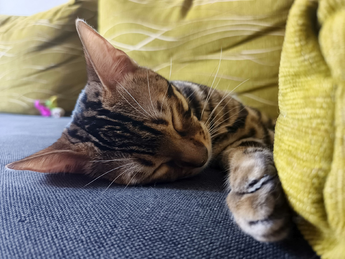 Сладкий сон бенгалки Арни