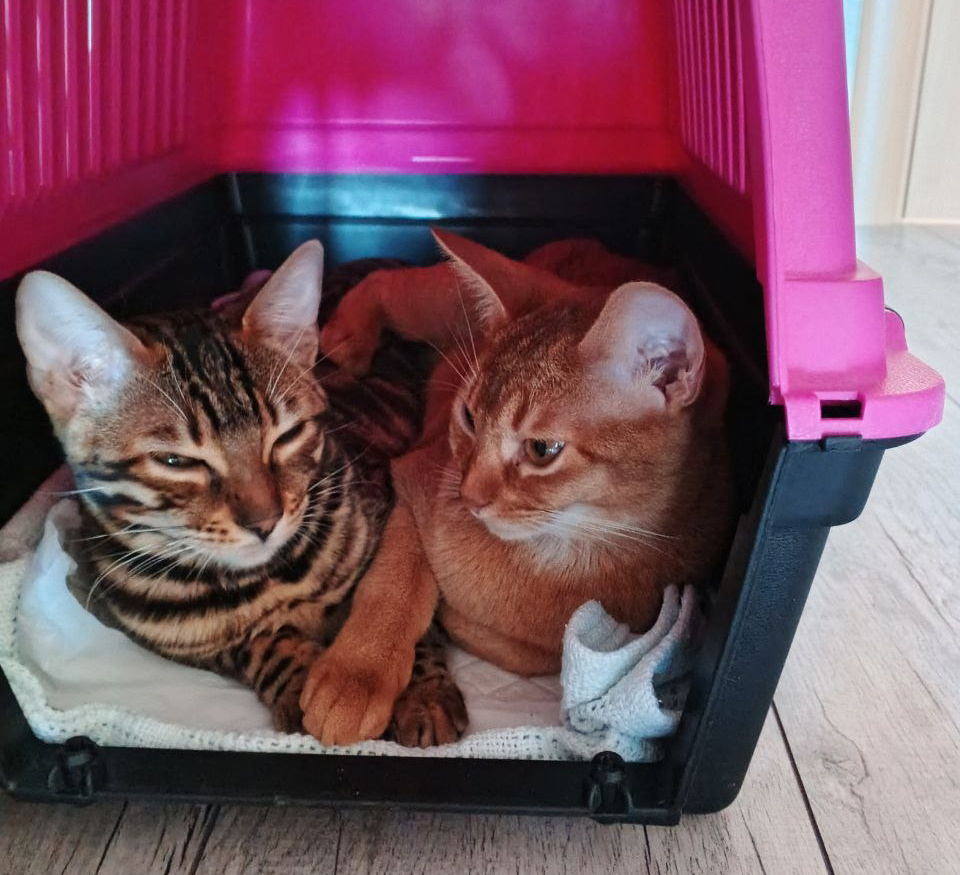 Дружеская поддержка