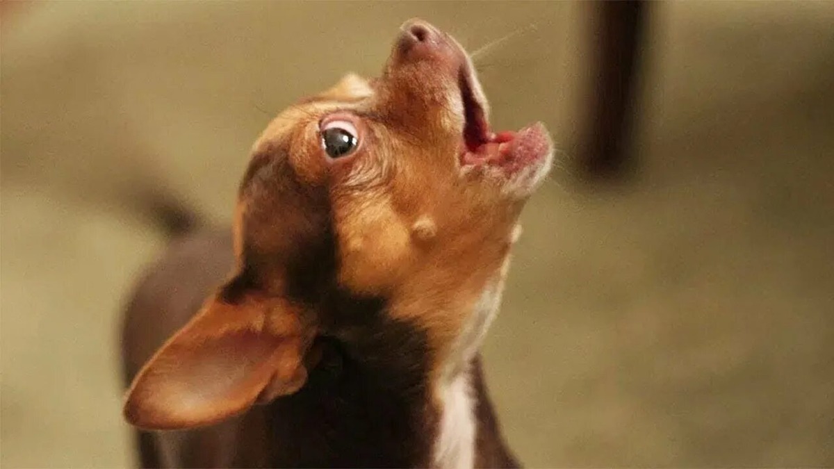 Фотография из интернета