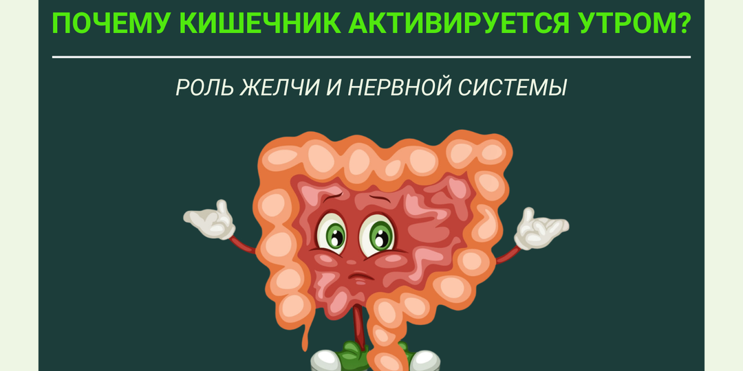 Почему кишечник активируется утром?