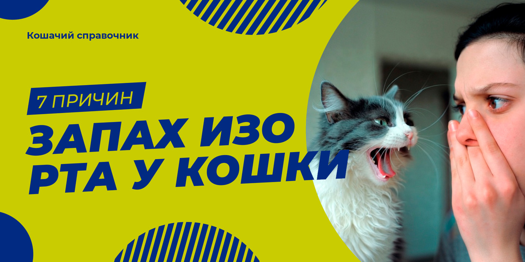 Запах изо рта у кошки: 7 причин — от безобидных до серьёзных