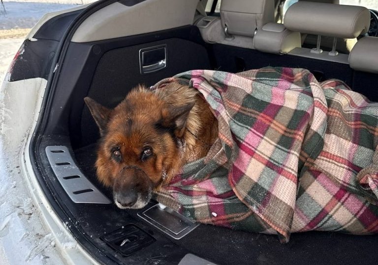 Самарские волонтеры 8 часов спасали подстреленную овчарку из снежного плена