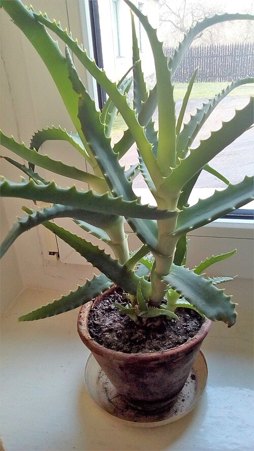 Алоэ древовидное