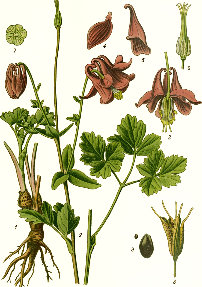 Водосбор обыкновенный. Ботаническая иллюстрация Die Giftpflanzen Deutschlands (1910)