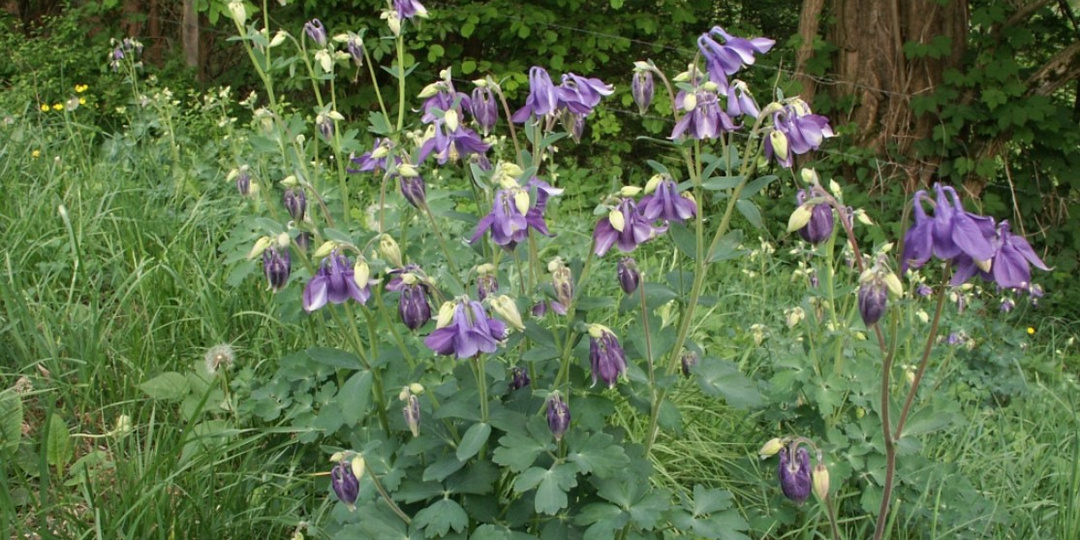 Прелестный водосбор - цветок любви и смерти