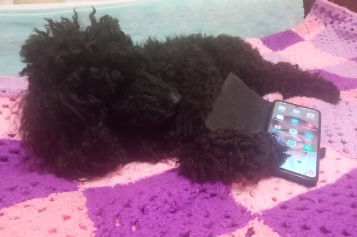    Сколько ещё терпеть ограничения связи и интернета, объяснили тулякам