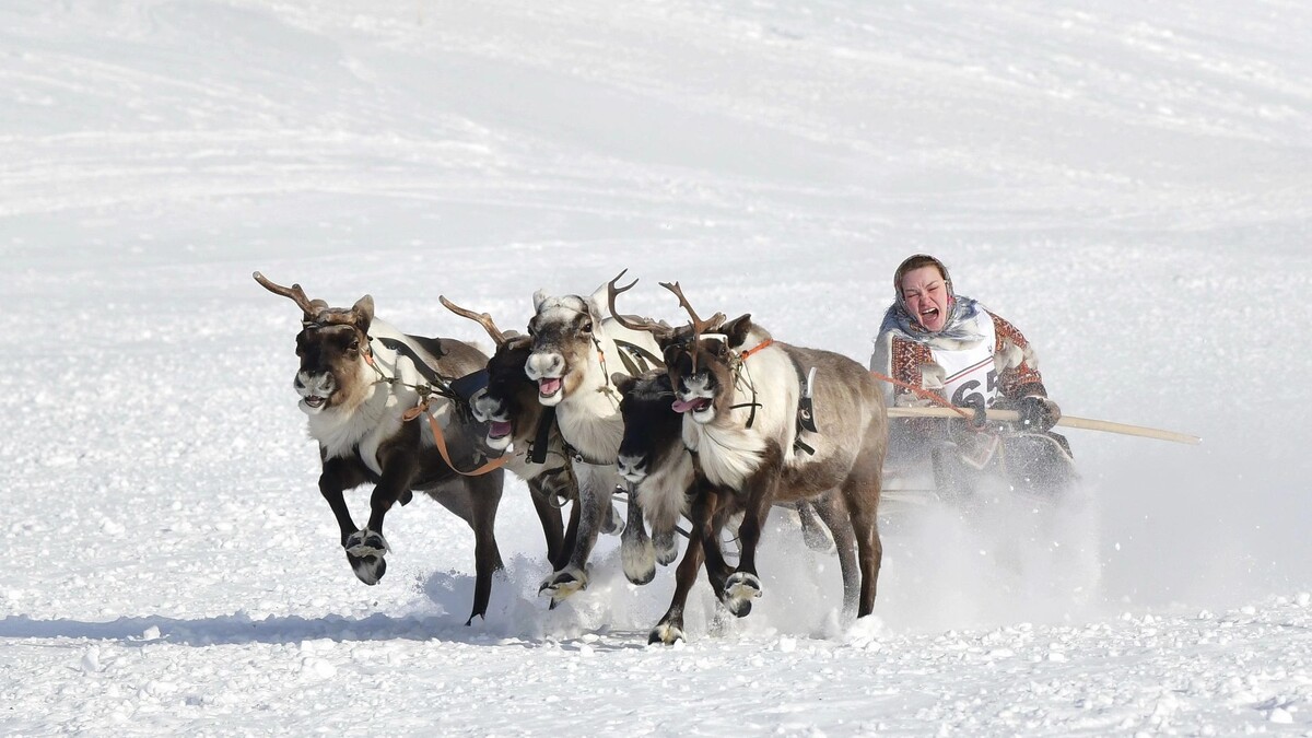    Гонки на оленьих упряжках – главное действо Дня оленевода. Фото: Андрей Ткачев / «Ямал-Медиа»