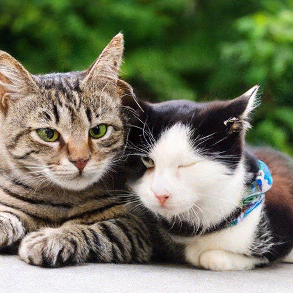 источник фото: https://masterpiecer-images.s3.yandex.net/5fcf8ba07d62637:upscaled