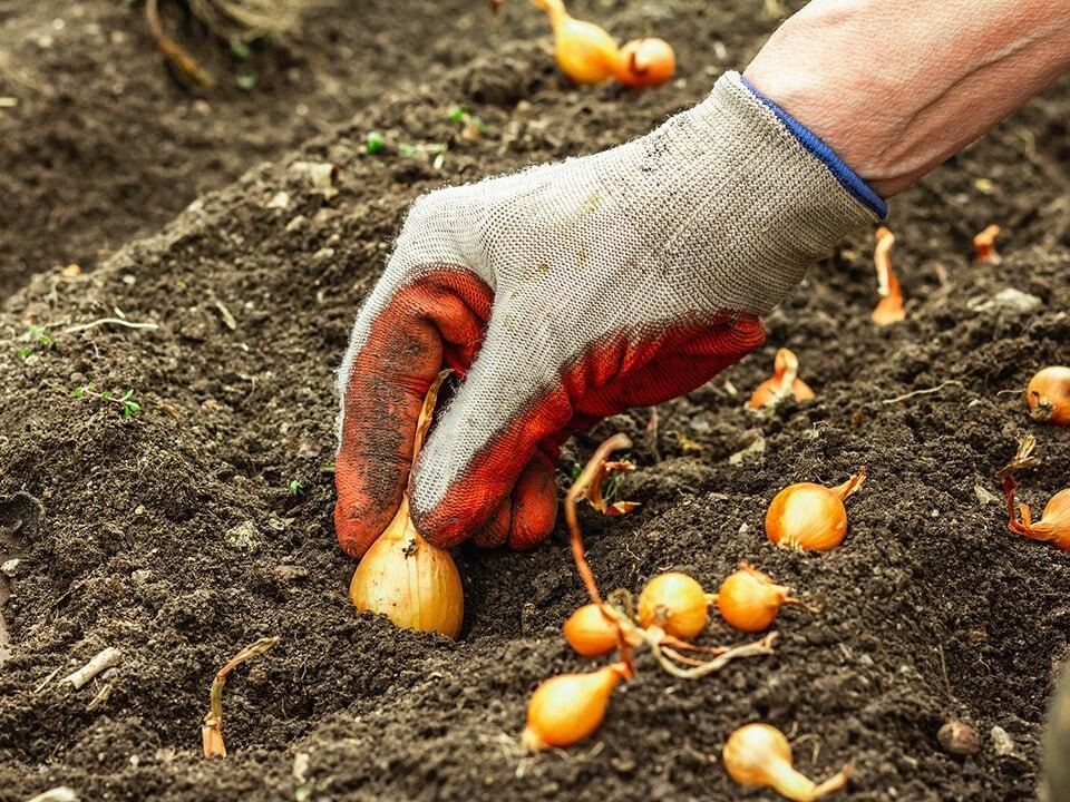    istockphoto.com/Fuzullhanum