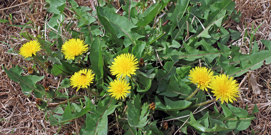 5 гербицидов избирательного действия, устраняющих траву в огороде, саду и за забором