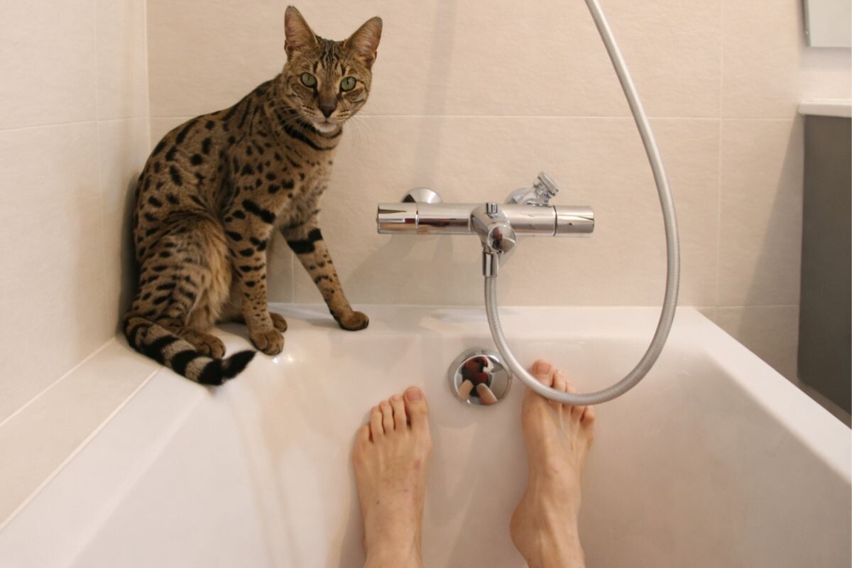 Кот сидит на ванне 