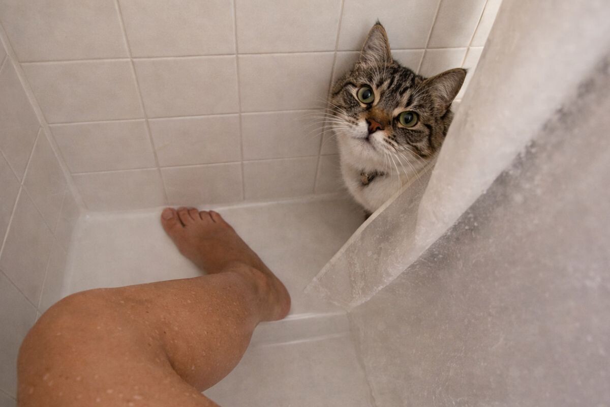 Кошка смотрит, как хозяйка принимает душ