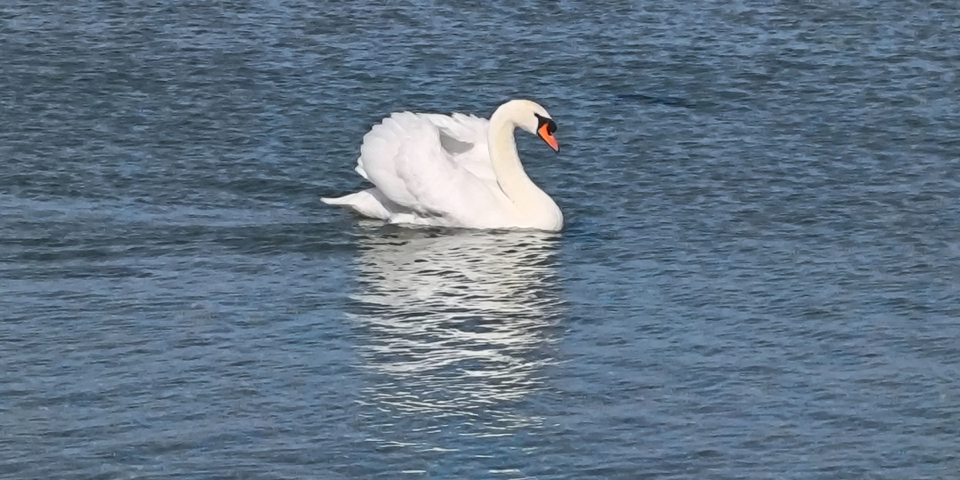 Среда 11.03.26. Лебеди вернулись.