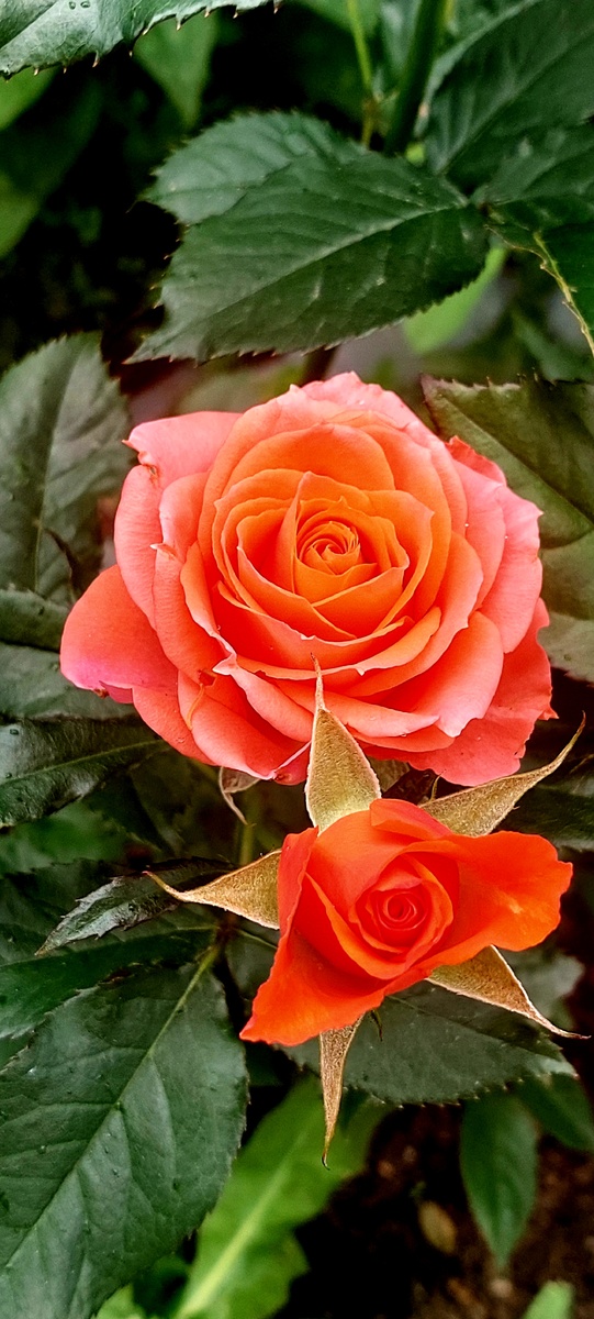 Оранже Ювель. Флорибунда