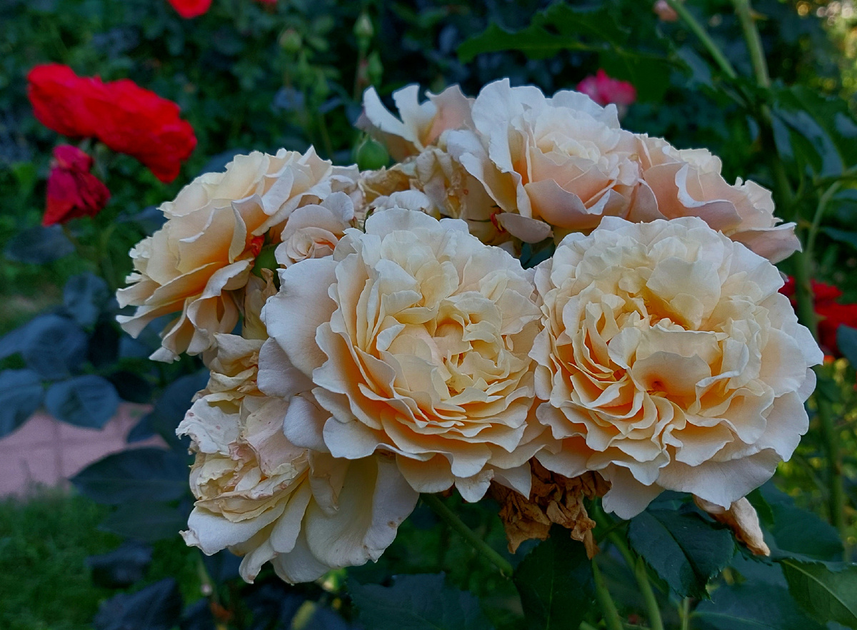 Карамелла. Шраб