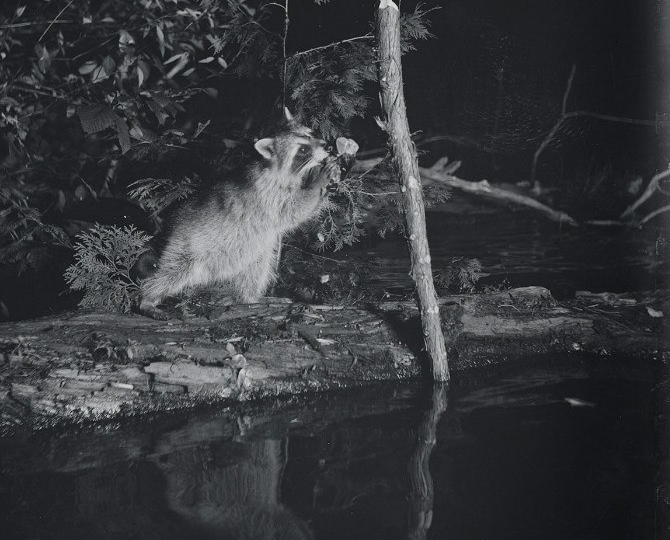 Первые в истории фотографии животных, опубликованные National Geographic 1906 г.: Джордж Ширас.