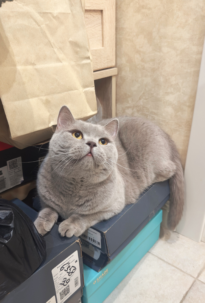 Это другой кот! Это кот моего косметолога в химках. Он не гладится, и не любит фотографироваться. Нападает моментально и пытается покусать всех, кто недостаточно осознал, кто тут хозяин 