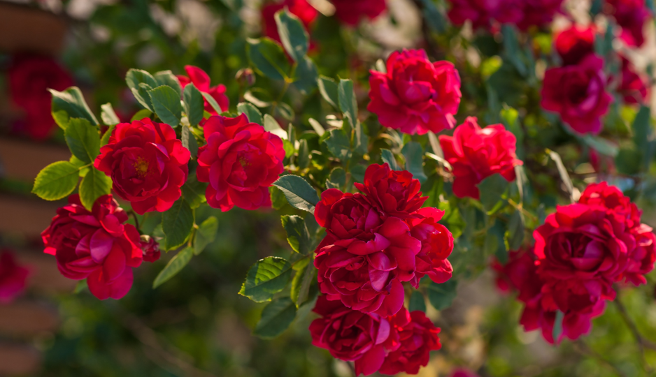 Как посадить розы весной. Какая нужна яма, чем заполнить