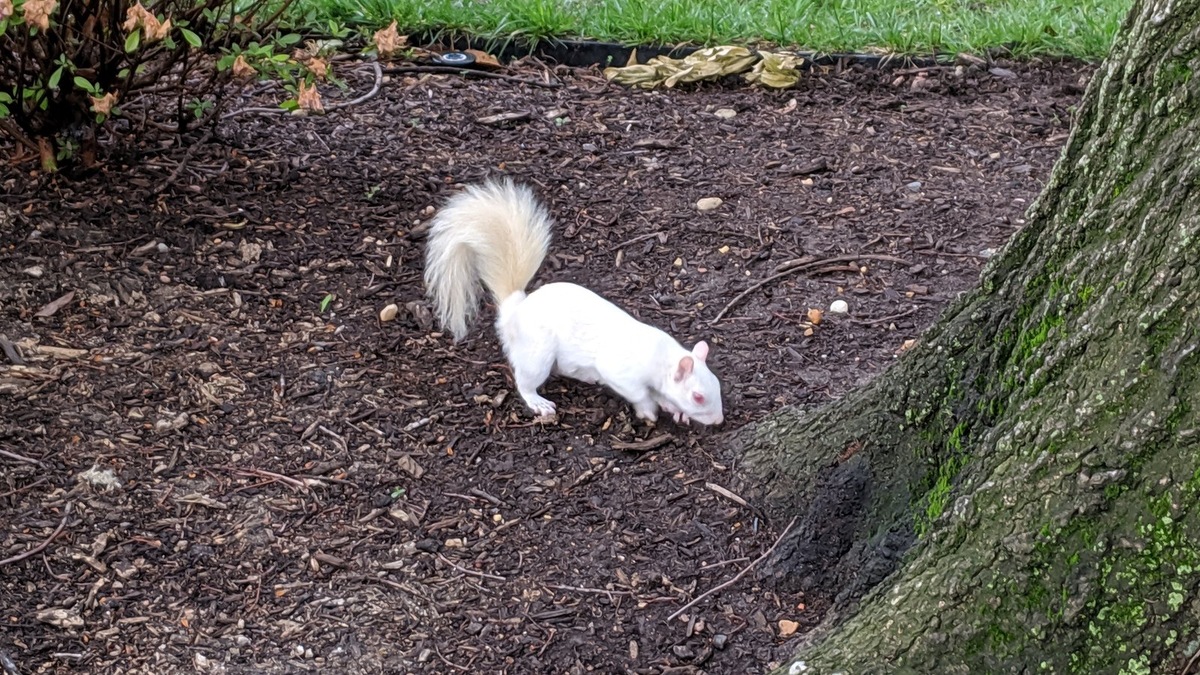    Белый окрас, лишенный маскирующего пигмента, делает животное заметным для хищников на любом ландшафте